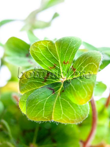 433039 - Lucky clover (Oxalis tetraphylla)