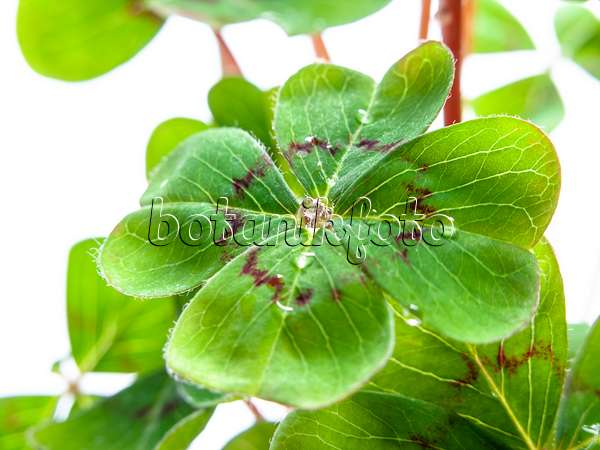 433040 - Lucky clover (Oxalis tetraphylla)