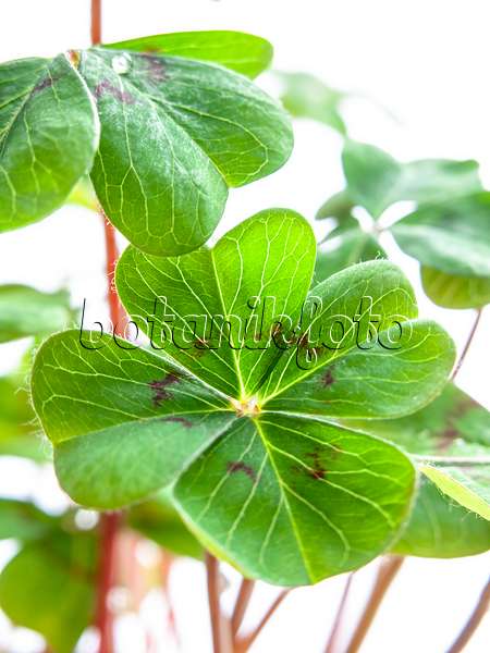 433041 - Lucky clover (Oxalis tetraphylla)