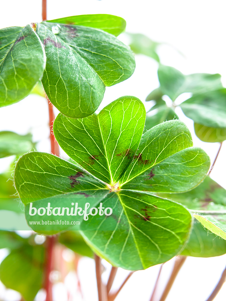 433041 - Lucky clover (Oxalis tetraphylla)