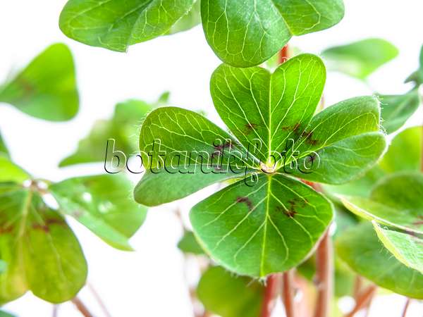 433042 - Lucky clover (Oxalis tetraphylla)