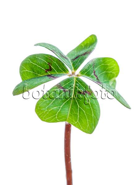 433043 - Lucky clover (Oxalis tetraphylla)