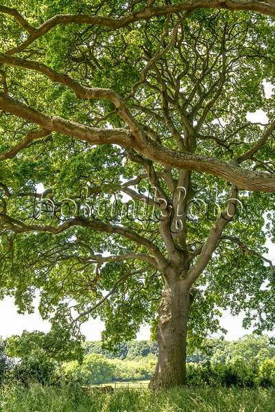 575306 - Lucombe oak (Quercus x hispanica 'Lucombeana')