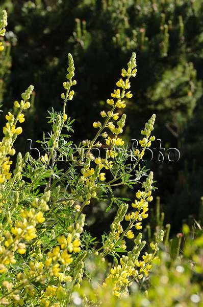 508418 - Lupin arborescent (Lupinus arboreus)