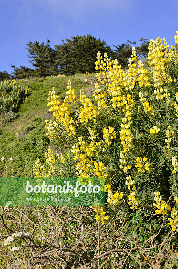 508465 - Lupin arborescent (Lupinus arboreus)