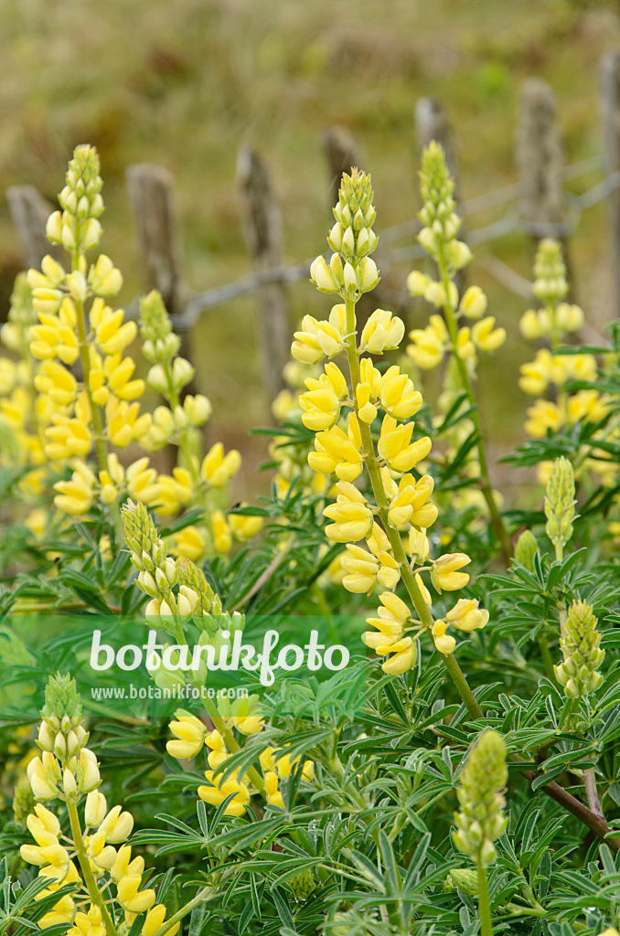 533378 - Lupin arborescent (Lupinus arboreus)