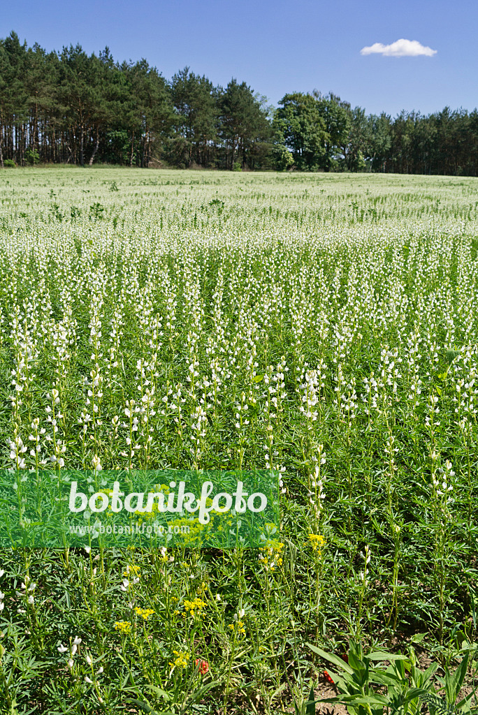 558290 - Lupin blanc (Lupinus albus)