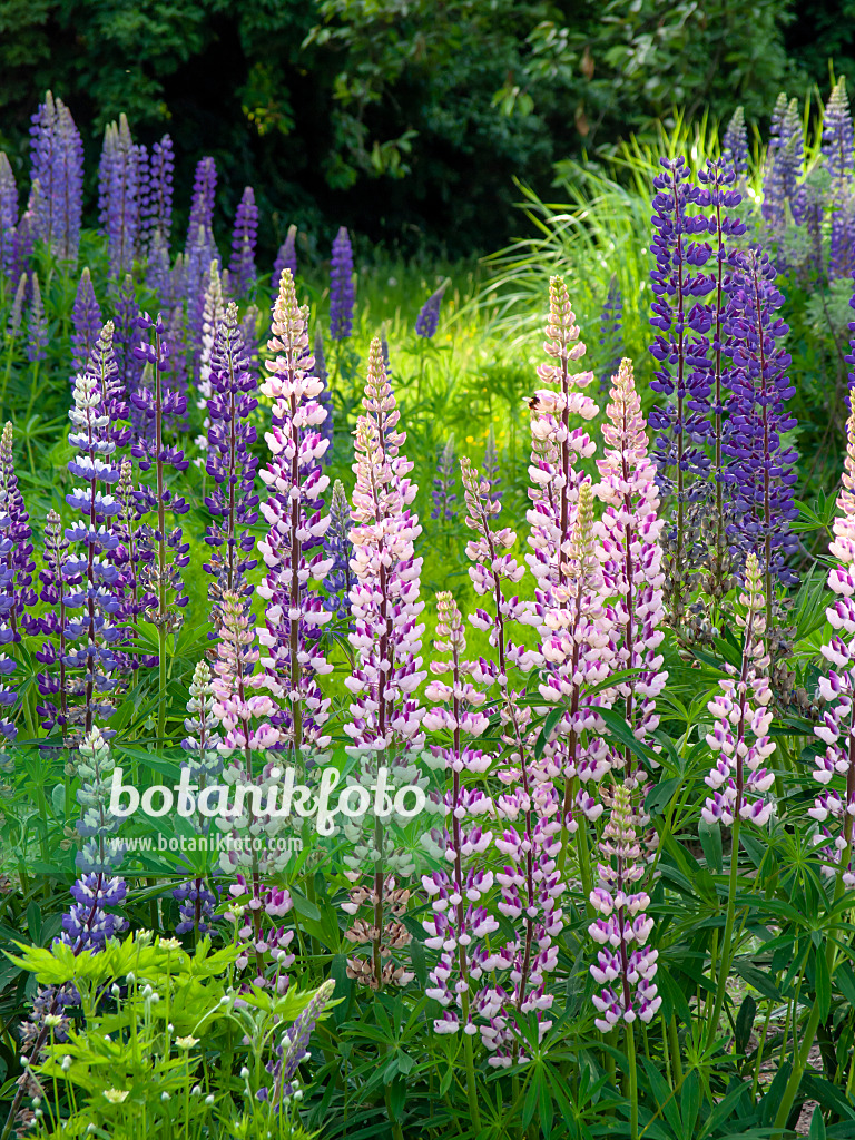 425089 - Lupin des jardins (Lupinus polyphyllus)