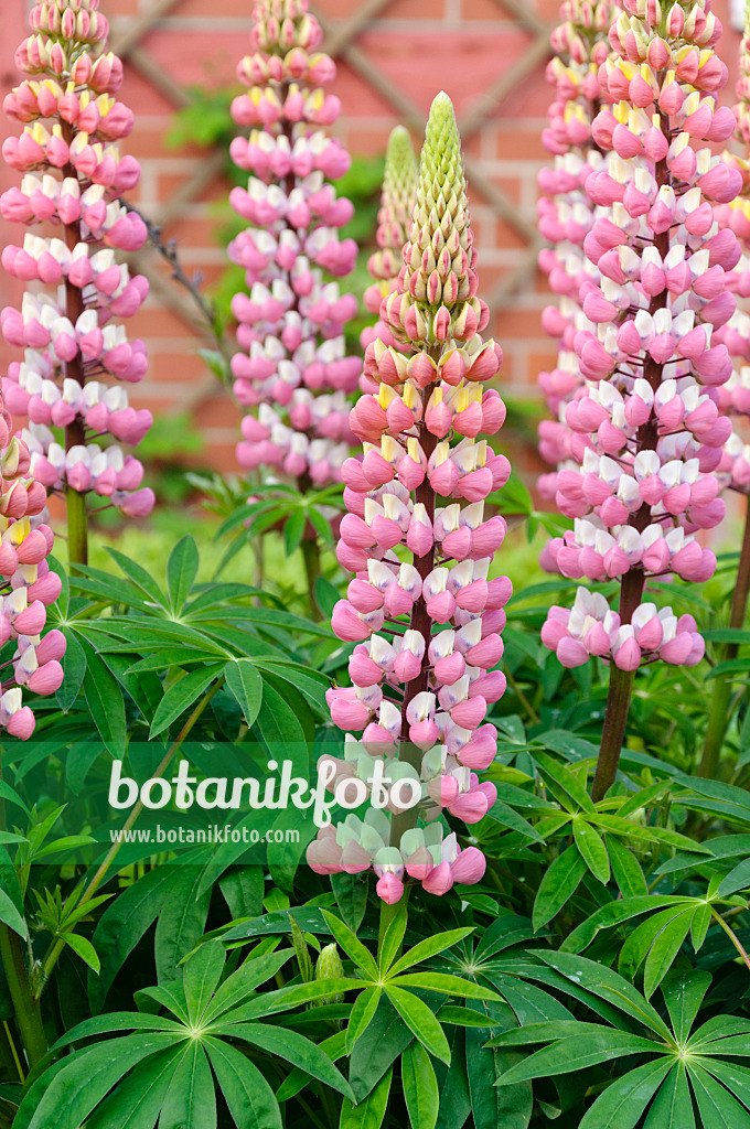 484263 - Lupin des jardins (Lupinus polyphyllus)