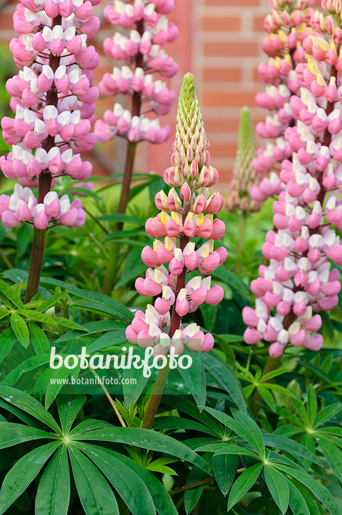 484264 - Lupin des jardins (Lupinus polyphyllus)