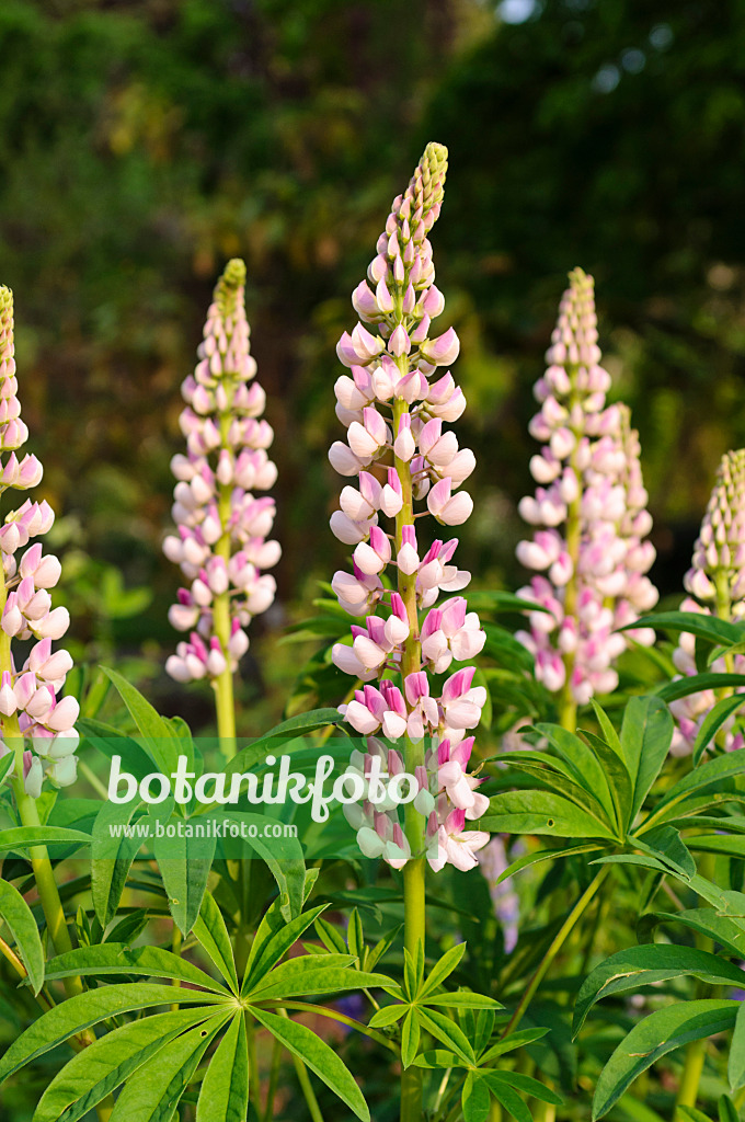 484329 - Lupin des jardins (Lupinus polyphyllus)