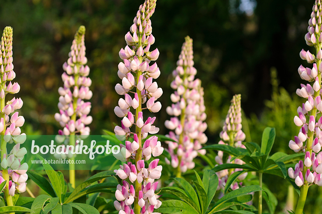 484330 - Lupin des jardins (Lupinus polyphyllus)