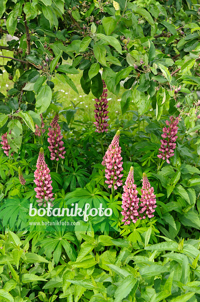 484337 - Lupin des jardins (Lupinus polyphyllus)