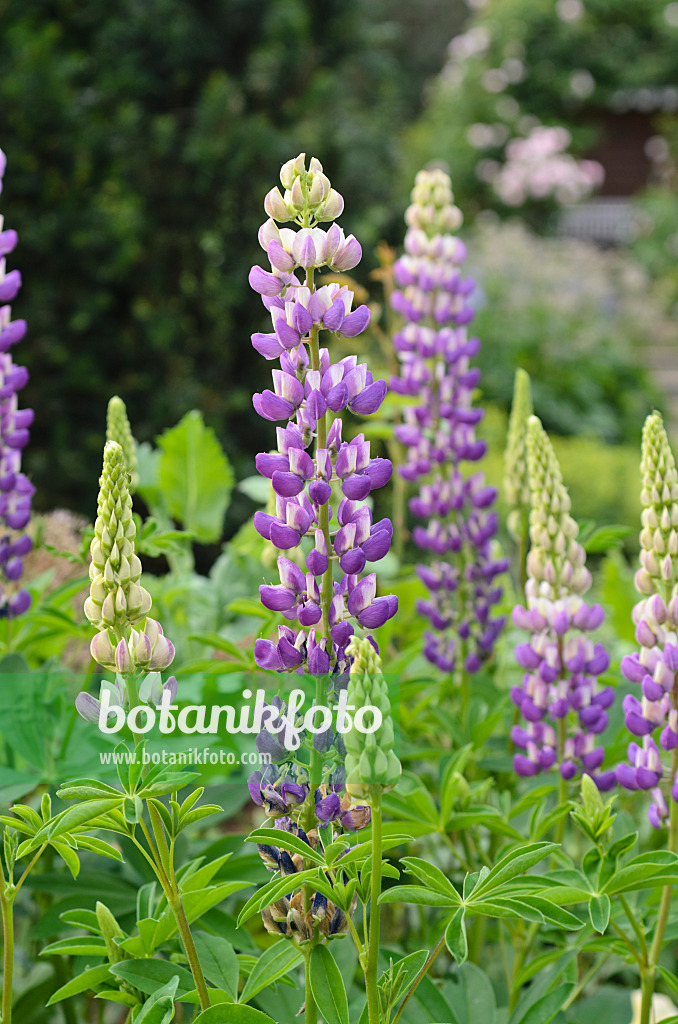 497175 - Lupin des jardins (Lupinus polyphyllus)