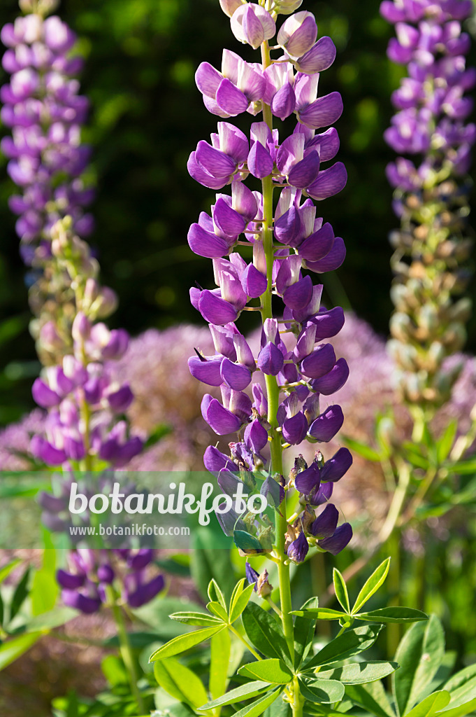 509046 - Lupin des jardins (Lupinus polyphyllus)