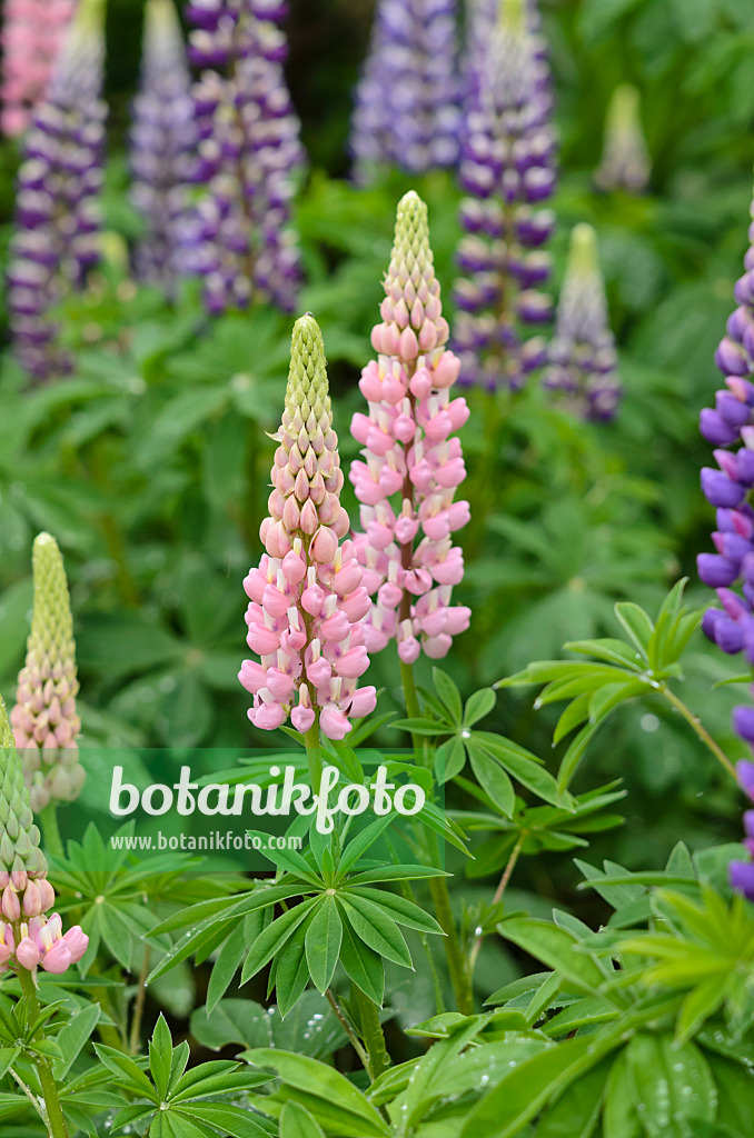 520322 - Lupin des jardins (Lupinus polyphyllus)