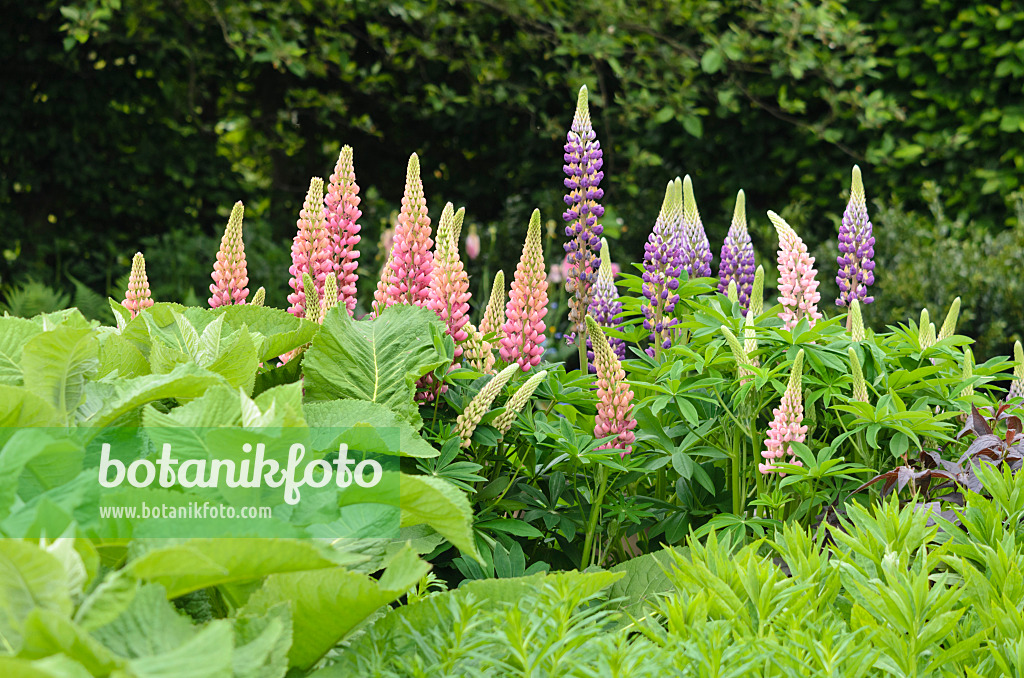 533357 - Lupin des jardins (Lupinus polyphyllus)