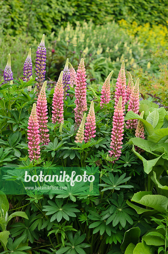 533359 - Lupin des jardins (Lupinus polyphyllus)