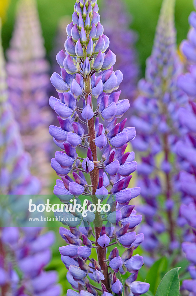 545015 - Lupin des jardins (Lupinus polyphyllus)