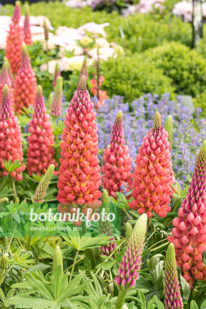 638158 - Lupin des jardins (Lupinus polyphyllus)