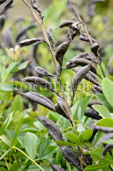 525210 - Lupin indigo (Baptisia australis)