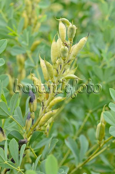 534462 - Lupin indigo (Baptisia australis)
