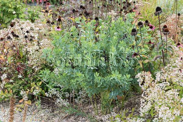 651106 - Lupin indigo (Baptisia australis)