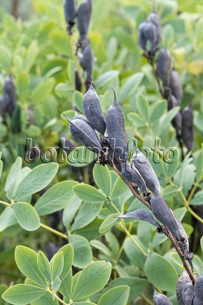 651107 - Lupin indigo (Baptisia australis)