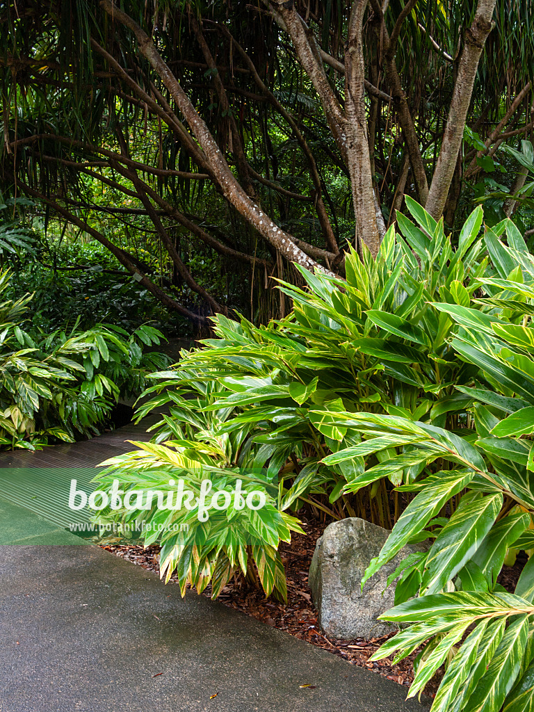 411009 - Lush vegetation in a tropical park