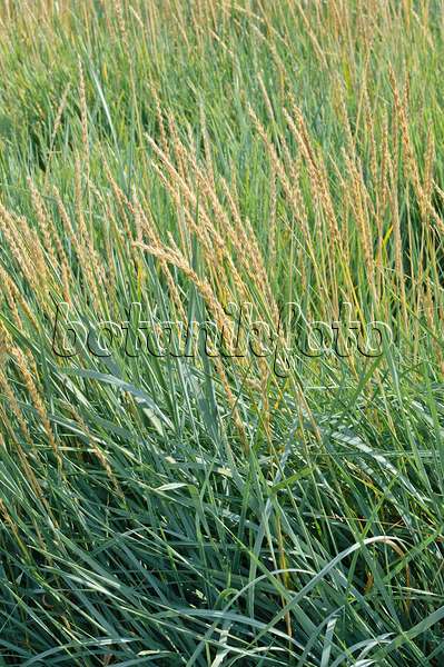 475071 - Lyme grass (Leymus arenarius)