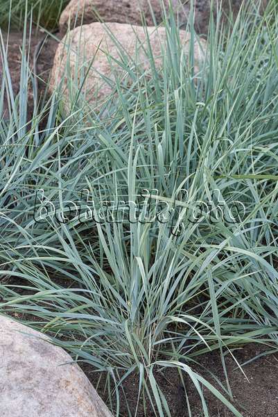 635062 - Lyme grass (Leymus arenarius)