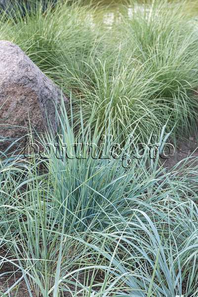 635063 - Lyme grass (Leymus arenarius)