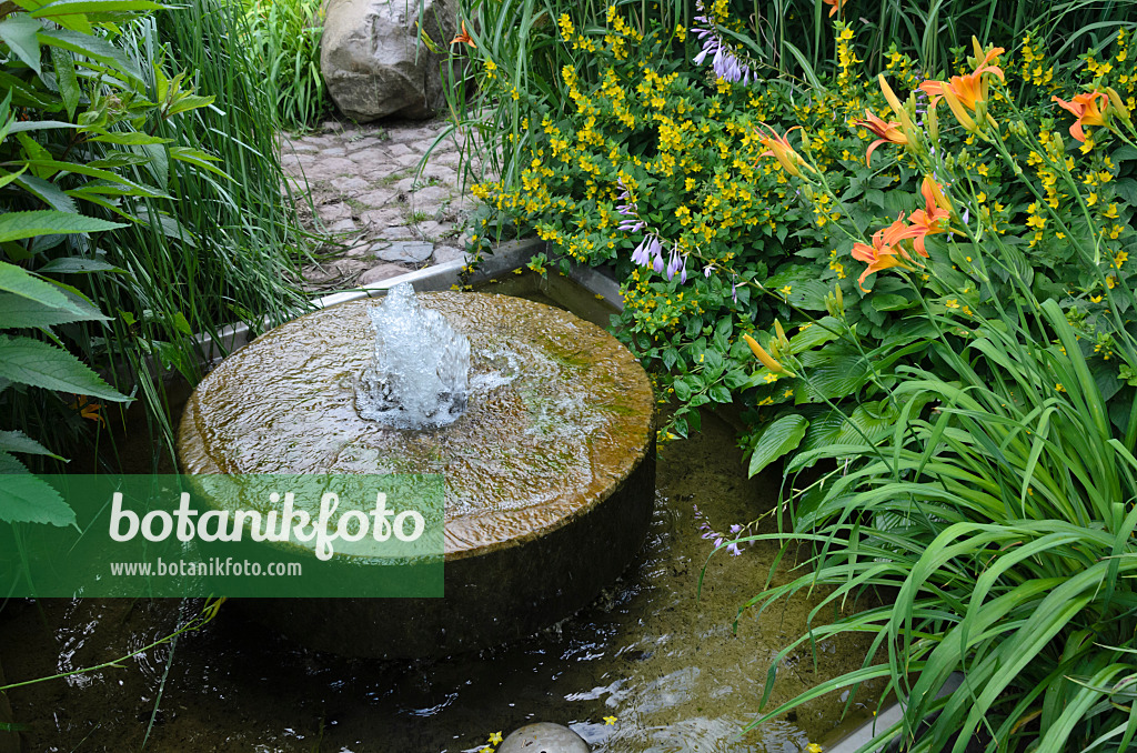 534188 - Lysimaque ponctuée (Lysimachia punctata) et hémérocalles (Hemerocallis) avec une fontaine fabriquée à partir d'une vieille meule