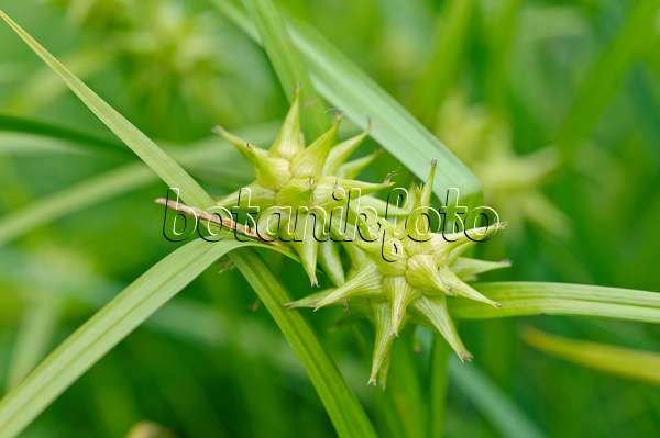 473129 - Mace sedge (Carex grayi)