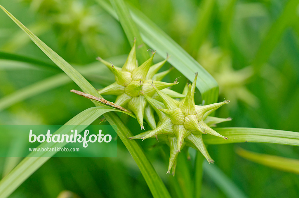 473129 - Mace sedge (Carex grayi)