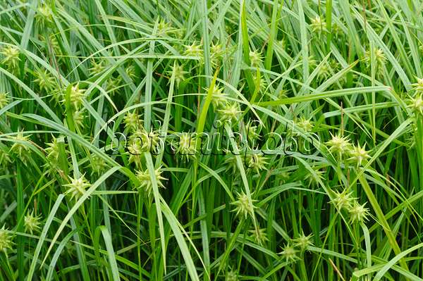 485065 - Mace sedge (Carex grayi)