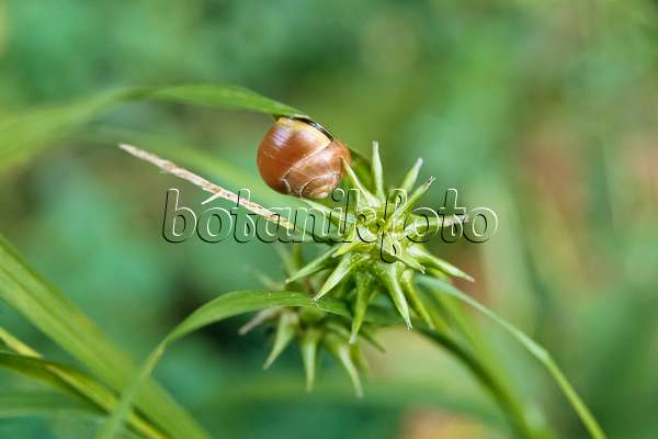 433199 - Mace sedge (Carex grayi) with snail