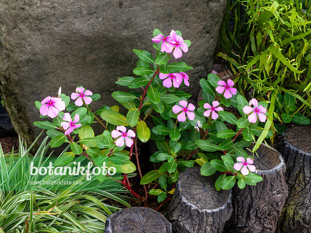 455408 - Madagascar periwinkle (Catharanthus roseus)