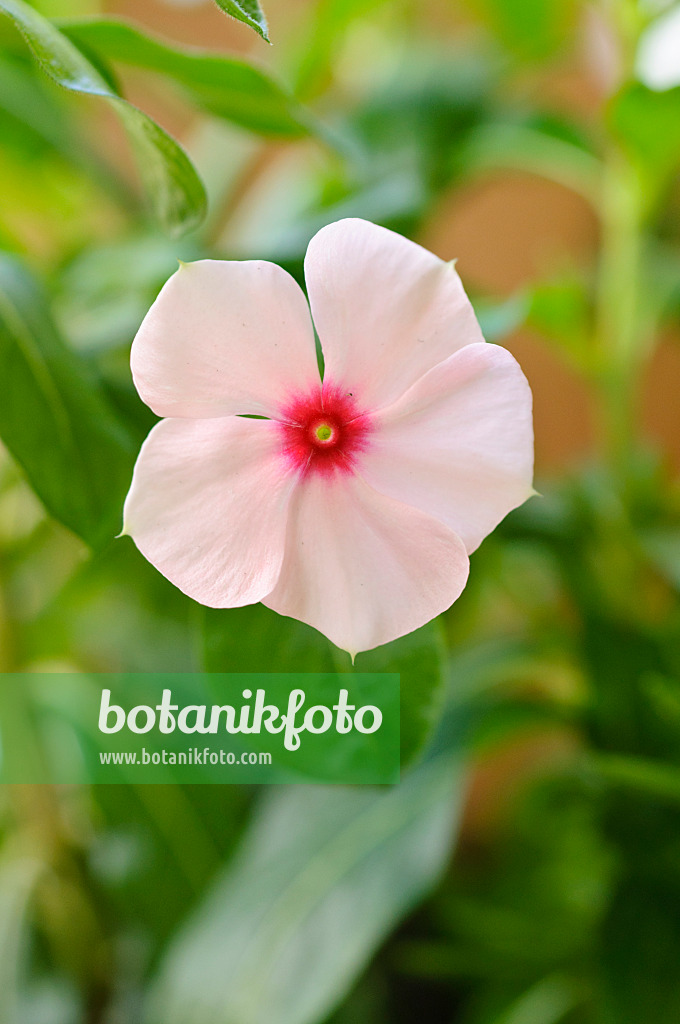 488036 - Madagascar periwinkle (Catharanthus roseus)