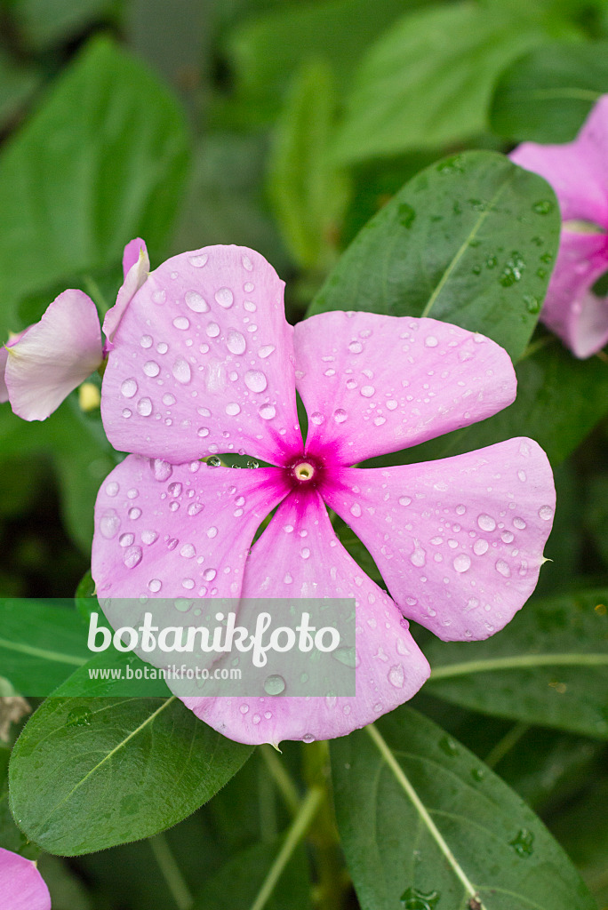 555117 - Madagascar periwinkle (Catharanthus roseus)