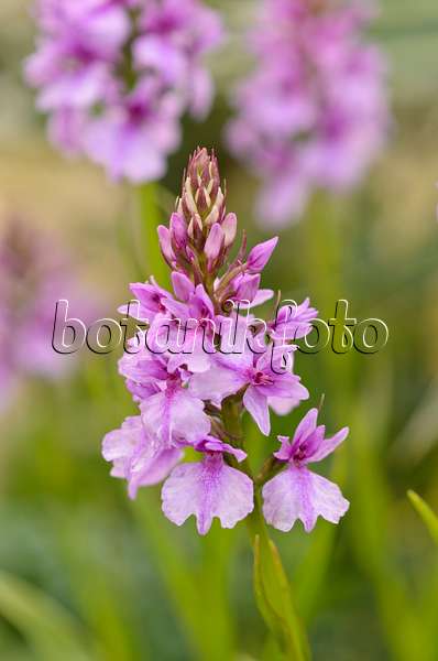 533272 - Madeiran orchid (Dactylorhiza foliosa)
