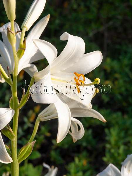 461169 - Madonna lily (Lilium candidum)