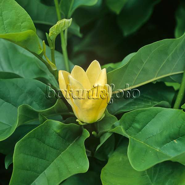 454029 - Magnolia (Magnolia x brooklynensis 'Yellow Bird')