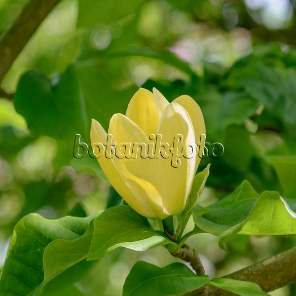 547176 - Magnolia (Magnolia x brooklynensis 'Yellow Bird')