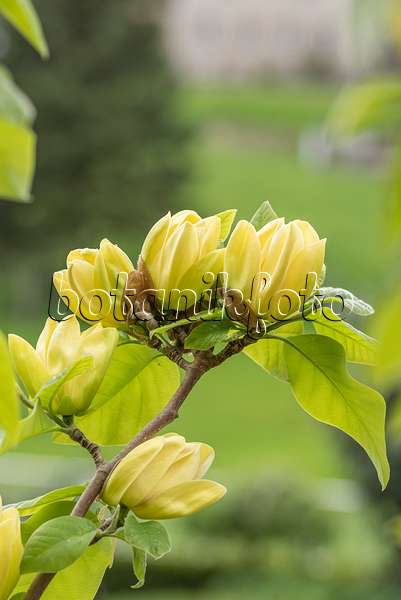 625261 - Magnolia (Magnolia x brooklynensis 'Yellow Bird')
