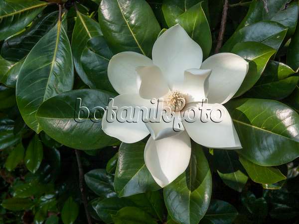414075 - Magnolier à grandes fleurs (Magnolia grandiflora)