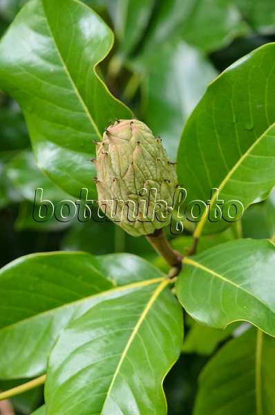 549064 - Magnolier à grandes fleurs (Magnolia grandiflora 'Francois Treyve')