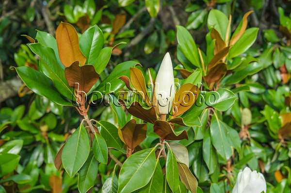 575137 - Magnolier à grandes fleurs (Magnolia grandiflora)