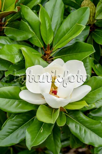 593129 - Magnolier à grandes fleurs (Magnolia grandiflora 'Baby Grand')