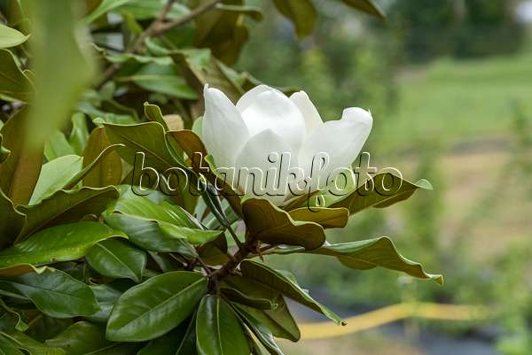 638162 - Magnolier à grandes fleurs (Magnolia grandiflora 'Baby Grand')